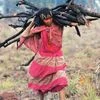 Compensatory Afforestation Bill's fate to be decided on Monday