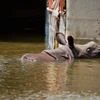 Floods claim lives of 215 animals including 13 rhinos at Kaziranga park