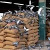 Are India's farm production estimates off the mark?