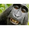 Monkey gets another chance to claim his 'selfie'