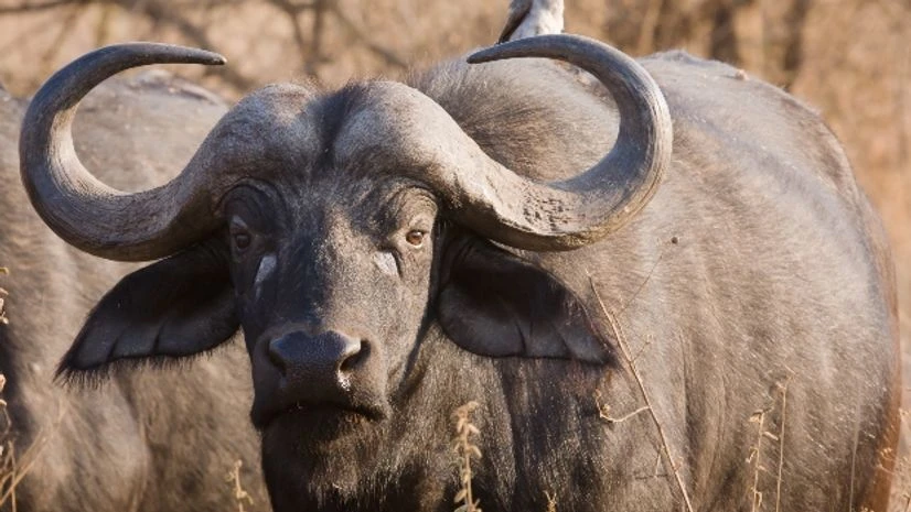Animal rights activists roughs up 3 men transporting buffaloes in a truck Animal rights activists roughs up 3 men transporting buffaloes in a truck