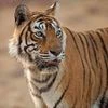 Sundarbans tiger population stable