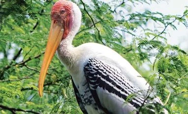 Keoladeoscope Keoladeoscope