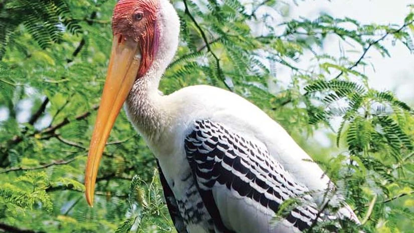 Keoladeoscope Keoladeoscope