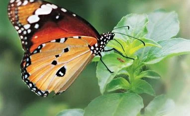 Butterflies, moths have been on Earth for at least 200 million years: Study Butterfly world