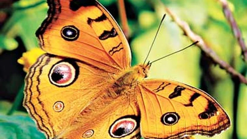 Junonia almana Junonia almana