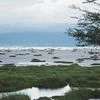 The phumdis (floating islands) in Loktak lake, Northeast's largest freshwater lake