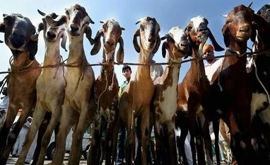 How to save the world from climate change? Eating less meat is one option Representative Image