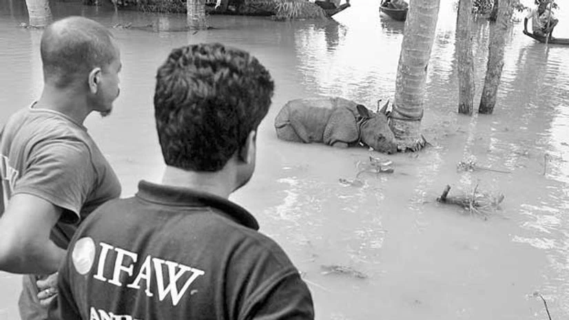 A rhino calf that was stuck in the Kaziranga floods A rhino calf that was stuck in the Kaziranga floods