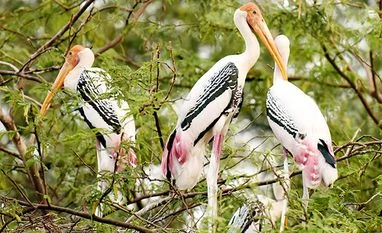 Delhi zoo shuts down amid bird flu scare <a href="http://www.shutterstock.com/pic-323116640.html" target="_blank">Image</a> via Shutterstock