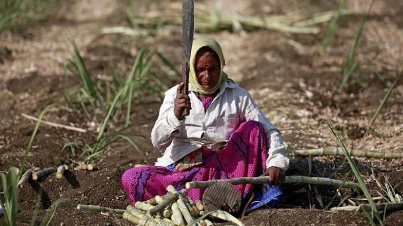 Parubai Govind Pawar, a 55-year-old female worker cuts sugarcane in a field in Degaon village in Solapur, in Maharashtra, India December 18, 2015 Parubai Govind Pawar, a 55-year-old female worker cuts sugarcane in a field in Degaon village in Solapur, in Maharashtra, India December 18, 2015