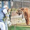 Prime Minister Narendra Modi taking a picture of a tiger during a jungle safari at Nandan Van in Naya Raipur