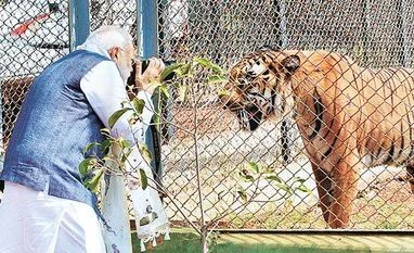 Haryanvis should pledge to protect girl child: PM Prime Minister Narendra Modi taking a picture of a tiger during a jungle safari at Nandan Van in Naya Raipur