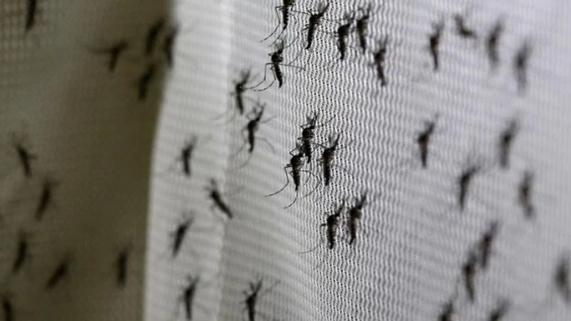 netically modified male Aedes aegypti mosquitoes are pictured at Oxitec factory in Piracicaba, Brazil netically modified male Aedes aegypti mosquitoes are pictured at Oxitec factory in Piracicaba, Brazil