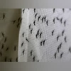 netically modified male Aedes aegypti mosquitoes are pictured at Oxitec factory in Piracicaba, Brazil netically modified male Aedes aegypti mosquitoes are pictured at Oxitec factory in Piracicaba, Brazil