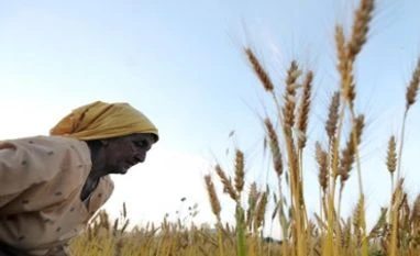 States hit by deficit rains to get seed minikits of pulses, oilseeds: Govt Early rabi harvest worry on warmer winter