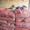 TEMPORARY LULL  A labourer sleeps on sacks of onions while waiting for customers at a wholesale market in Mumbai last week. Fears of the positive impact of the record kharif harvest turning negative are overstated. Courtesy: Reuters