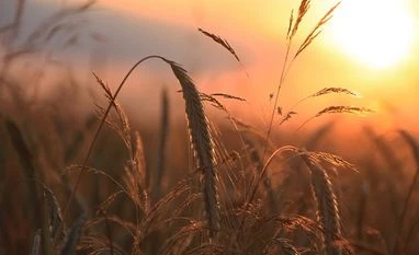 Demonetisation, poor execution has hit rabi crop sowing: Sharad Pawar Demonetisation, poor execution has hit rabi crop sowing: Sharad Pawar