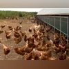 poultry, chicken, hen poultry, chicken, hen, farm