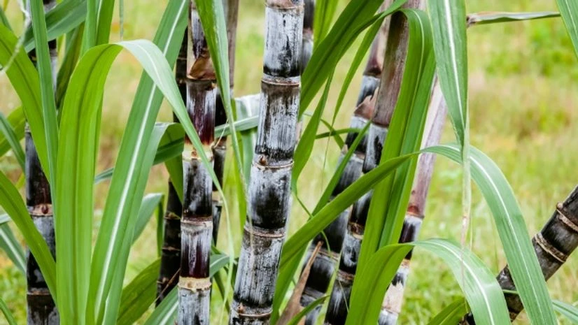 cane, sugarcane cane, sugarcane