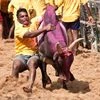 Jallikattu to be organised in Tamil Nadu's Alanganallur on Friday