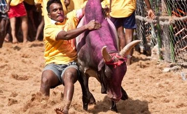 Jallikattu: Centre looking for permanent solution, says Environment Min jallikattu, bull, bull fight