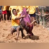 jallikattu, bull, bull fight jallikattu, bull, bull fight