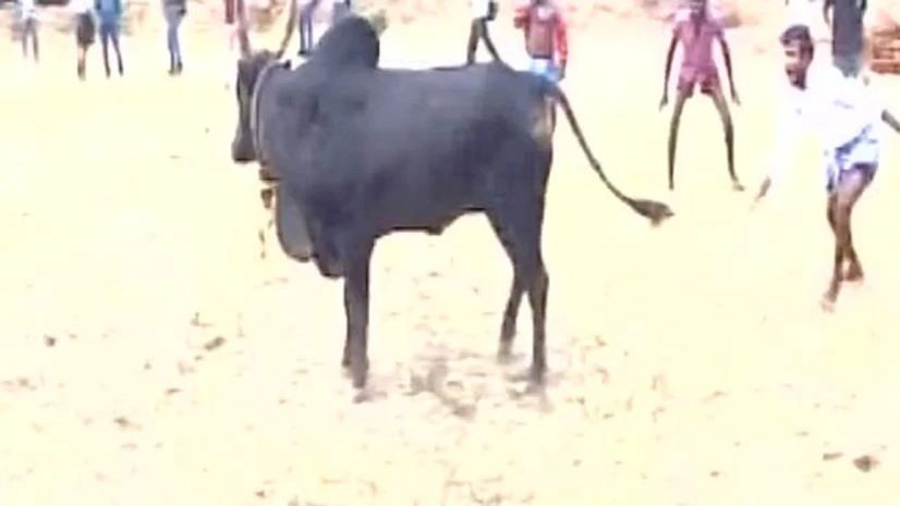 Jallikattu Jallikattu