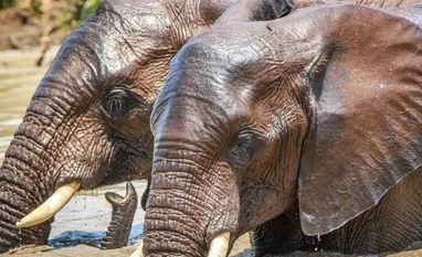 Rajaji National Park gets soil ramps for safe passage of elephants elephant