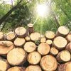 Timber