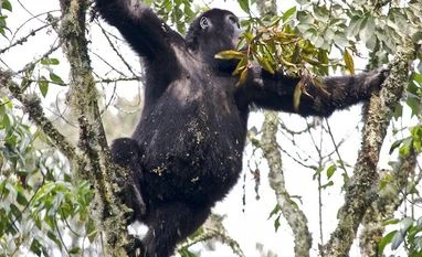 Colo, the first gorilla born in zoo dies at 60 in Columbus Zoo, US Gorilla