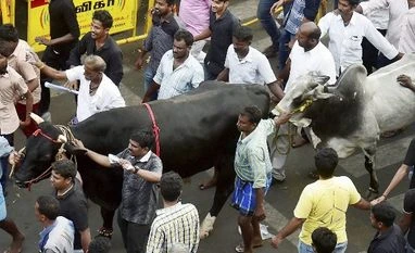 Tamil Nadu govt permits Jallikattu with strict precautions in place Jallikattu