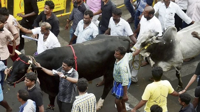 Jallikattu Jallikattu