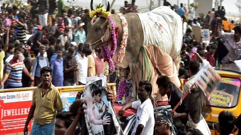 jallikattu, bull, TN, Tamil Nadu jallikattu, bull, TN, Tamil Nadu