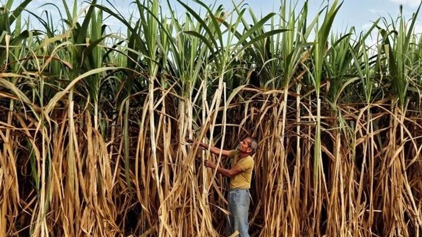 A farmer works in his sugarcane field A farmer works in his sugarcane field