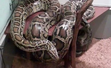 Wildlife experts red flag care of exotic animals smuggled in from Myanmar Python
