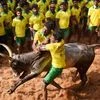 Bull-taming sport 'jallikattu' leads to injuries, deaths: Petitioners to SC