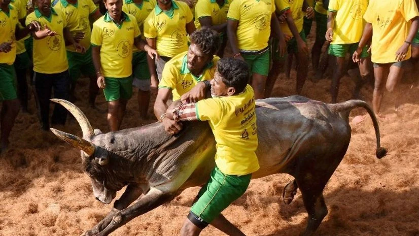 jallikattu, bull, TN, Tamil Nadu jallikattu, bull, TN, Tamil Nadu
