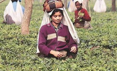 Stressed tea estates in north keen to use land for other crops, real estate Stressed tea estates in north keen to use land for other crops, real estate