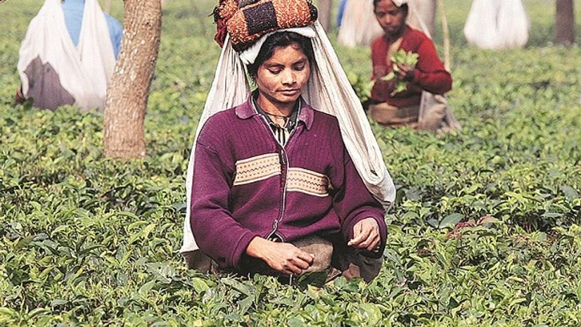 Tea, tea garden Tea, tea garden