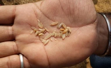 Hyderabad: Locals allege sale of plastic rice, samples sent for lab testing Rice