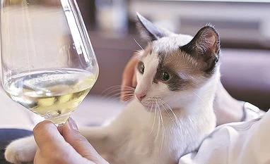 International Cat Day 2023 International Cat Day 2023