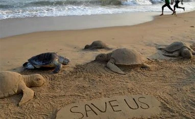 6 lakh endangered Olive Ridley turtles arrive at Gahirmatha in Odisha Olive Ridley turtles