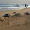 Olive Ridley turtles