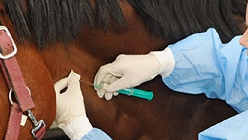 Animal health business Animal health business