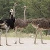 Ostrich