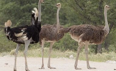 Ostriches could be found in India 25,000 years ago, new DNA study reveals Ostrich