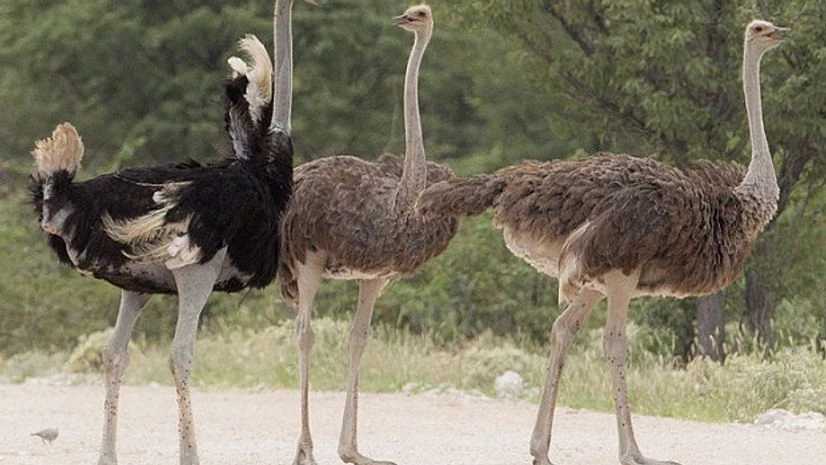 Ostrich Ostrich