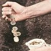 soil, rupee, growth
