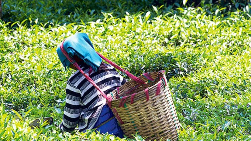 Darjeeling tea Darjeeling tea